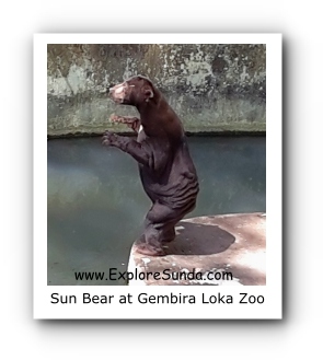 Sun Bear at Gembira Loka Zoo