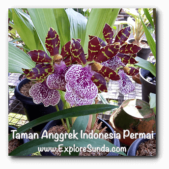 Taman Anggrek Indonesia Permai, Jakarta Taman Anggrek Indonesia Permai, Jakarta