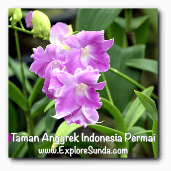 Taman Anggrek Indonesia Permai, Jakarta Taman Anggrek Indonesia Permai, Jakarta