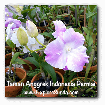 Taman Anggrek Indonesia Permai, Jakarta Taman Anggrek Indonesia Permai, Jakarta