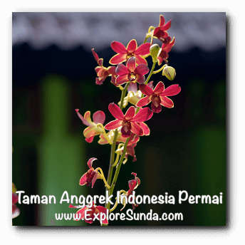Taman Anggrek Indonesia Permai, Jakarta Taman Anggrek Indonesia Permai, Jakarta