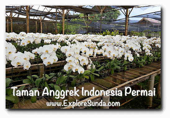 Harga Tiket Masuk Taman Anggrek Ragunan Lokasi Jakarta