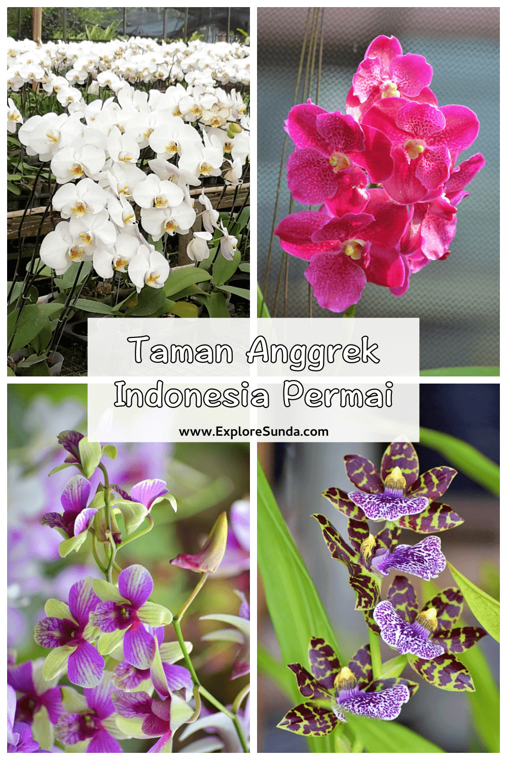 Taman Anggrek Indonesia Permai [TAIP] is the best place to buy varieties of orchids in Jakarta | #ExploreSunda