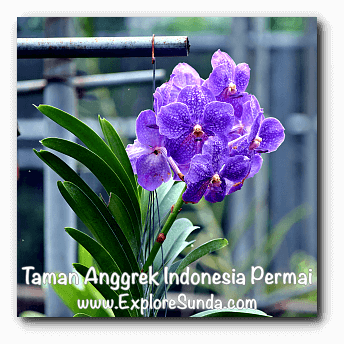 Taman Anggrek Indonesia Permai, Jakarta Taman Anggrek Indonesia Permai, Jakarta