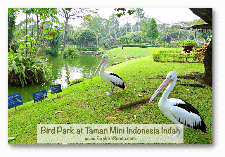 Pelicans live happily inside the Bird Park at Taman Mini Indonesia Indah, Jakarta.