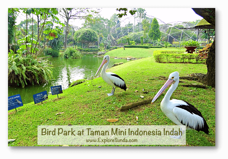 Pelicans live happily inside the Bird Park at Taman Mini Indonesia Indah, Jakarta. Pelicans live happily inside the Bird Park at Taman Mini Indonesia Indah, Jakarta.