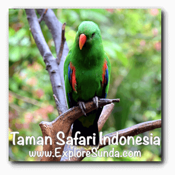 Bird Aviary in Taman Safari Indonesia Cisarua, Puncak
