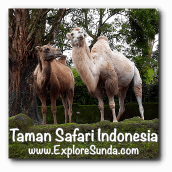 Camels at Safari Journey in Taman Safari Indonesia Cisarua Bogor.