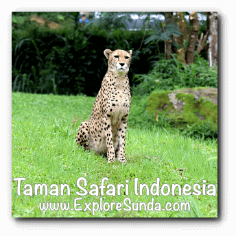 A cheetah in Taman Safari Indonesia Cisarua Bogor. A cheetah in Taman Safari Indonesia Cisarua Bogor.