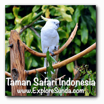 A Cockatoo in Bird Aviary at Taman Safari Indonesia Cisarua Bogor. A Cockatoo in Bird Aviary at Taman Safari Indonesia Cisarua Bogor.