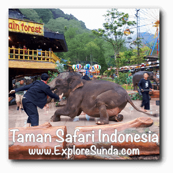 gajah taman safari cisarua