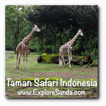 Giraffes at Safari Journey in Taman Safari Indonesia Cisarua Bogor. Giraffes at Safari Journey in Taman Safari Indonesia Cisarua Bogor.