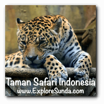 A leopard in Big Cat Center habitat at Taman Safari Indonesia Cisarua Bogor. A leopard in Big Cat Center habitat at Taman Safari Indonesia Cisarua Bogor.