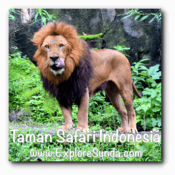 A lion in Taman Safari Indonesia Cisarua Bogor. A lion in Taman Safari Indonesia Cisarua Bogor.