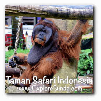 An orang utan in Taman Safari Indonesia Cisarua Bogor. An orang utan in Taman Safari Indonesia Cisarua Bogor.