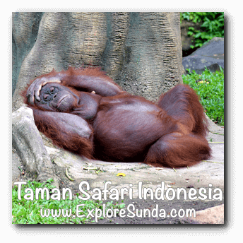 Taman Safari Indonesia In Cisarua Puncak
