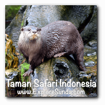 An otter in Taman Safari Indonesia Cisarua Bogor. An otter in Taman Safari Indonesia Cisarua Bogor.