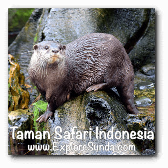 An otter in Taman Safari Indonesia Cisarua Bogor.