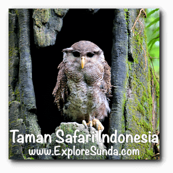 An owl inside a hollow tree in Taman Safari Indonesia Cisarua Bogor. An owl inside a hollow tree in Taman Safari Indonesia Cisarua Bogor.