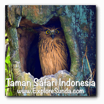 An owl inside a hollow tree in Taman Safari Indonesia Cisarua Bogor. An owl inside a hollow tree in Taman Safari Indonesia Cisarua Bogor.