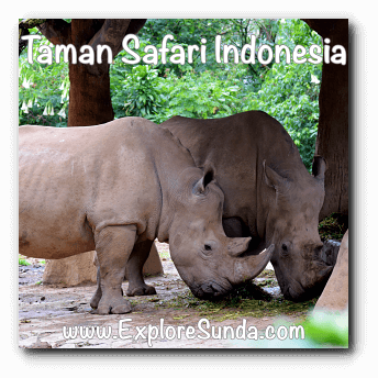 Rhinos at Taman Safari Indonesia Cisarua Bogor. Rhinos at Taman Safari Indonesia Cisarua Bogor.
