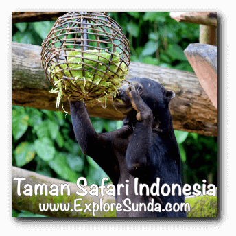 A sun bear having lunch at Taman Safari Indonesia Cisarua Bogor. A sun bear having lunch at Taman Safari Indonesia Cisarua Bogor.