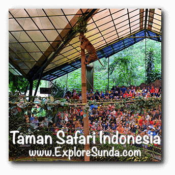 A tiger climbed a high pole during Tiger Show in Taman Safari Indonesia Cisarua Bogor. A tiger climbed a high pole during Tiger Show in Taman Safari Indonesia Cisarua Bogor.