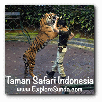 A tiger played with its keeper during Tiger Show in Taman Safari Indonesia Cisarua Bogor. A tiger played with its keeper during Tiger Show in Taman Safari Indonesia Cisarua Bogor.