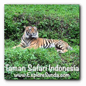 A sumatran tiger in Taman Safari Indonesia Cisarua Bogor.