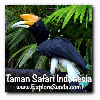 A toucan at Taman Safari Indonesia Cisarua Bogor. A toucan at Taman Safari Indonesia Cisarua Bogor.