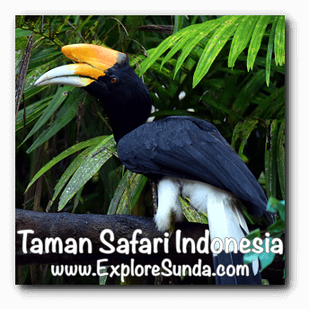 A toucan at Taman Safari Indonesia Cisarua Bogor.