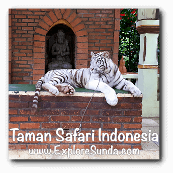 Photo booth with a white tiger in Taman Safari Indonesia Cisarua Bogor.