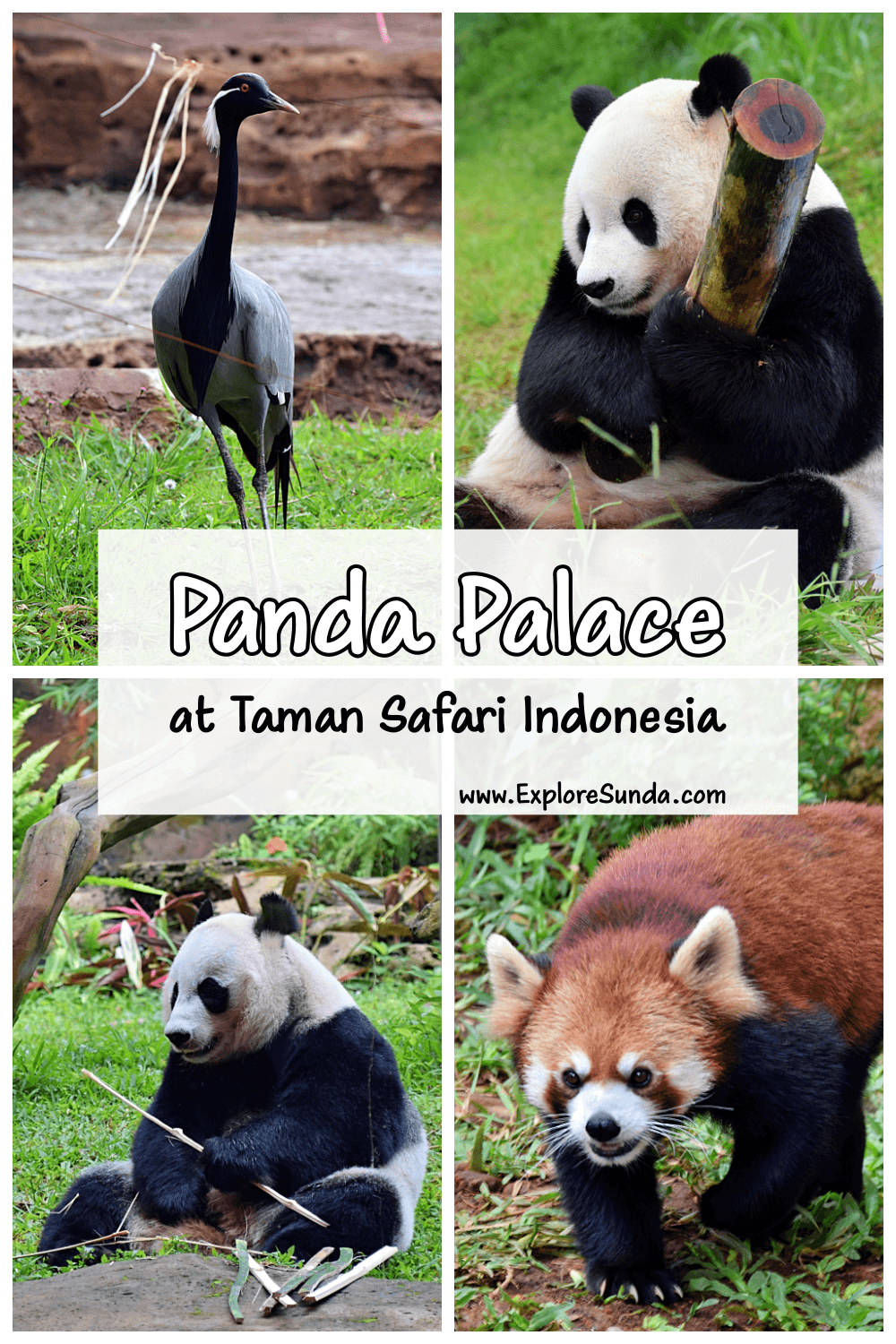 Visit Cai Tao and Hu Chun, the two giant pandas, and their friends, other wild animals from China, in Istana Panda [Panda Palace] at Taman Safari Indonesia Cisarua Bogor | #ExploreSunda #TamanSafari