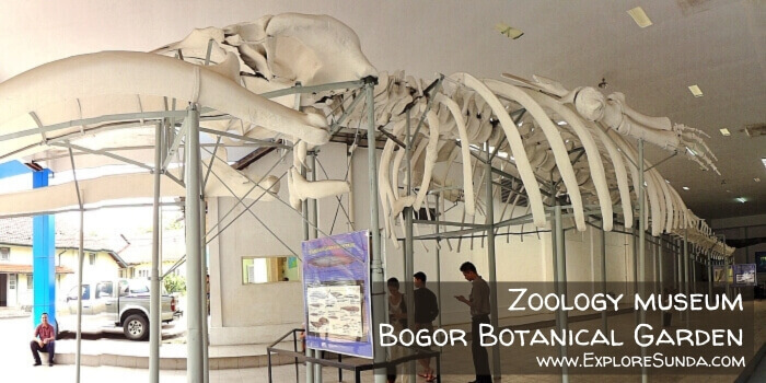 The blue whale in Zoology Museum Bogor.