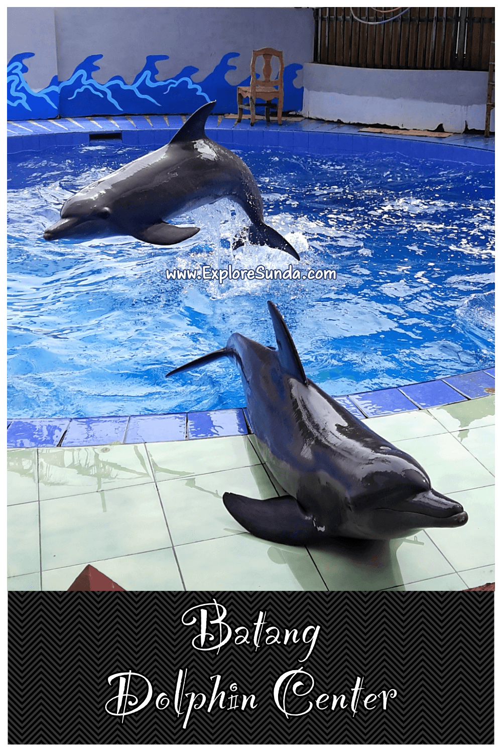 Explore Batang Dolphin Centre | A dolphin conservatory, a branch of Taman Safari Indonesia | Watch the cute dolphins play and perform :) | #ExploreSunda