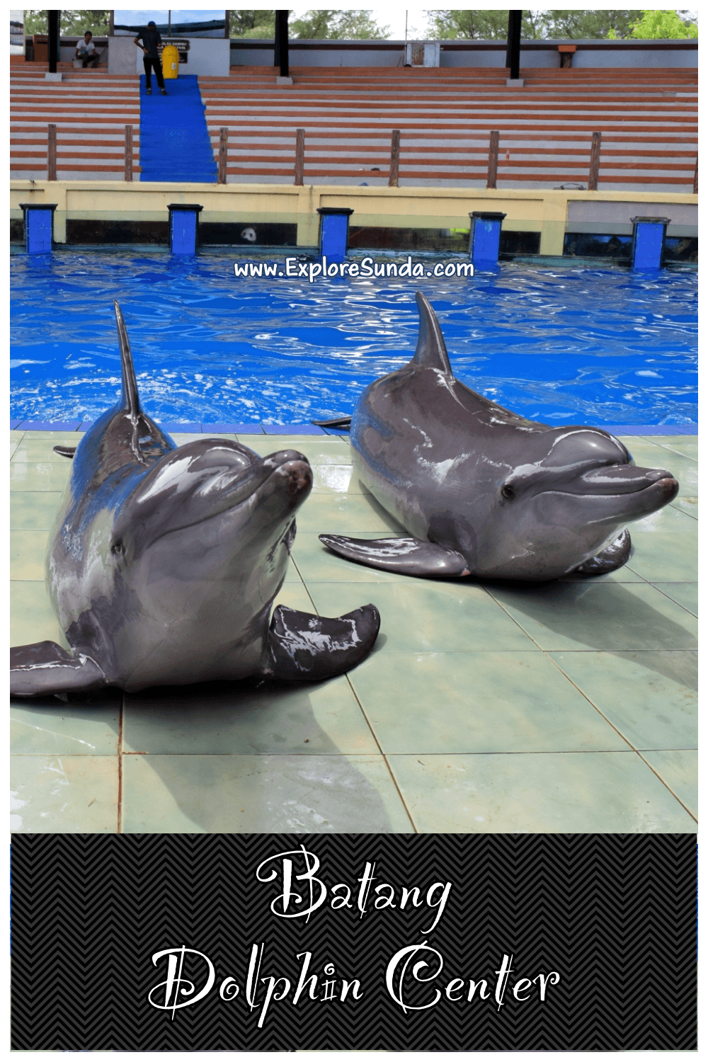Explore Batang Dolphin Centre | A dolphin conservatory, a branch of Taman Safari Indonesia | Watch the cute dolphins play and perform :) | #ExploreSunda