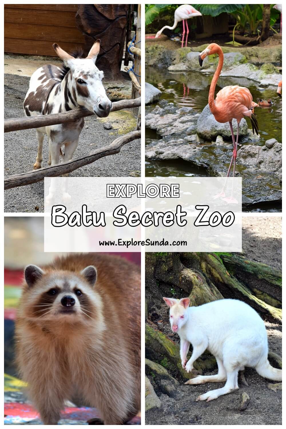 Explore Batu Secret Zoo | One of the best zoos in Indonesia | #ExploreSunda