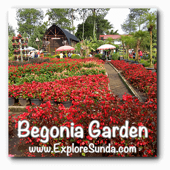 Begonia Garden in Maribaya, Lembang Begonia Garden in Maribaya, Lembang