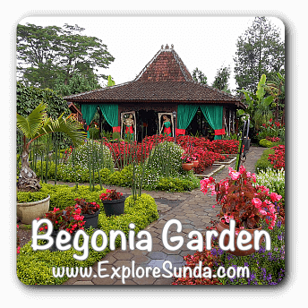 Begonia Garden