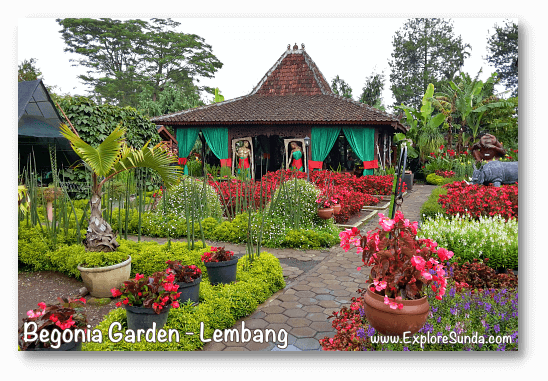 Parks and gardens in the land of Sunda: Begonia Garden, Lembang - Bandung.