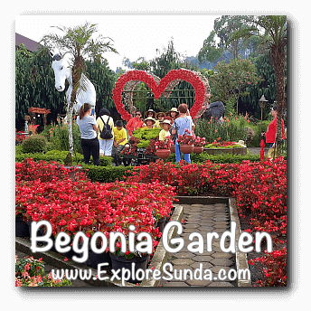 Begonia Garden In Maribaya Lembang