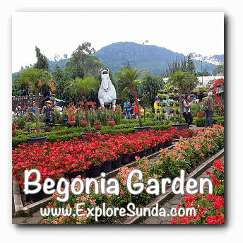Begonia Garden in Maribaya, Lembang Begonia Garden in Maribaya, Lembang