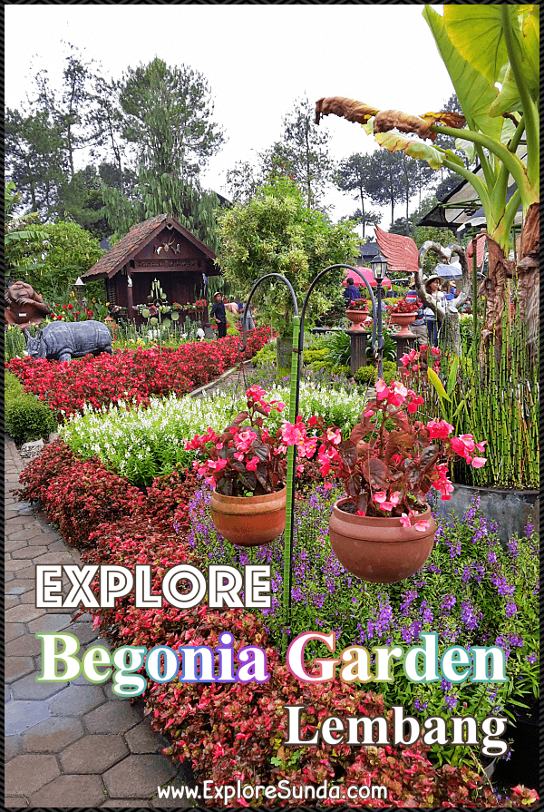 Begonia garden store
