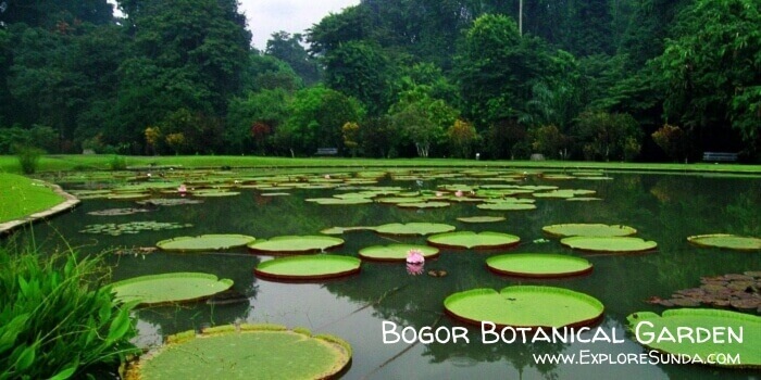 Giant waterlilies with its white and pink flowers in Bogor Botanical Garden.