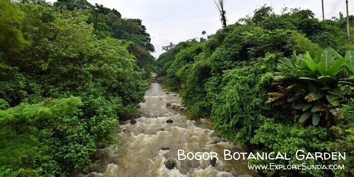 Ciliwung river runs through Bogor Botanical Garden.
