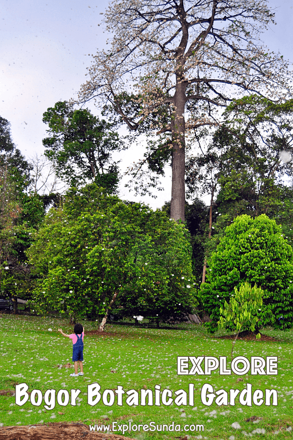 'Snow' in Bogor Botanical Garden when the Kapuk Randu [Ceiba pentandra] trees spread their seeds | #ExploreSunda