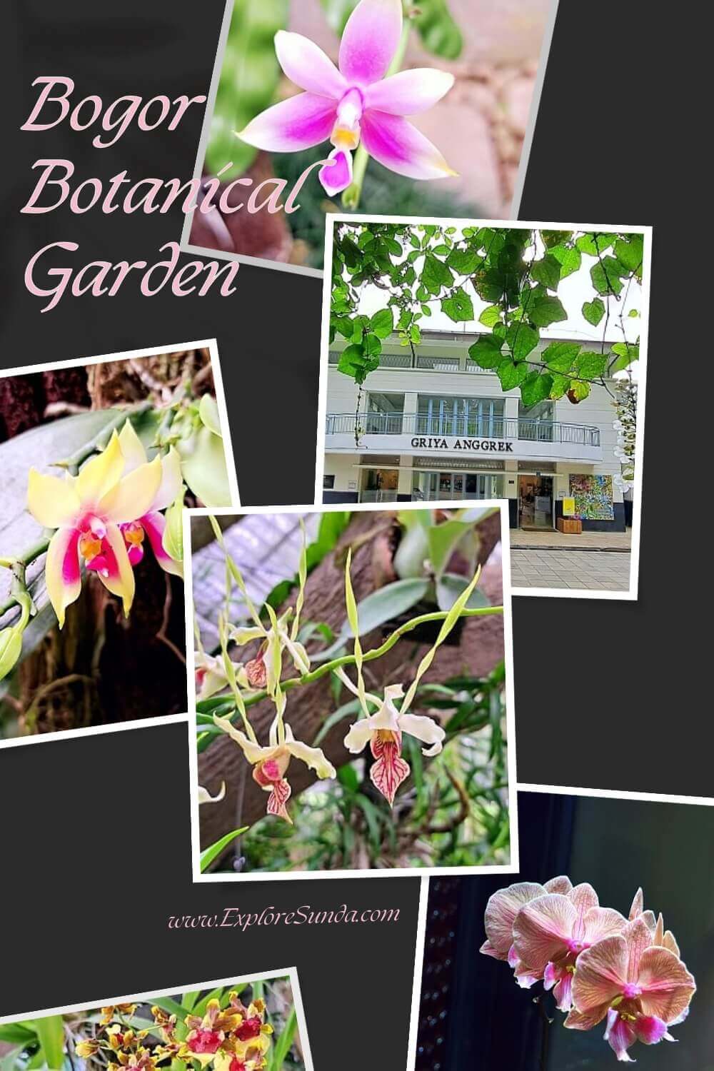 Griya Anggrek (the Orchid House) in Bogor Botanical Garden (Kebun Raya Bogor) is the greenhouse for many orchids, both hybrid and indigenous orchids.