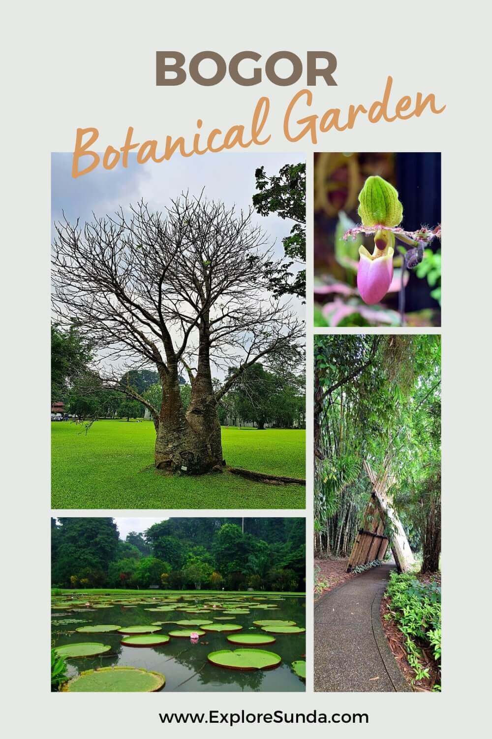 Bogor Botanical Garden (Kebun Raya Bogor) has impressive collections of plants, such as: the baobab tree, giant waterlilies, bamboo, and orchids.