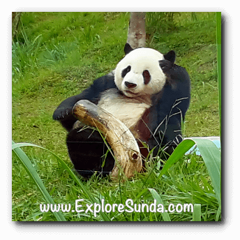 Cai Tao, the male giant panda at Taman Safari Indonesia Cisarua Bogor.