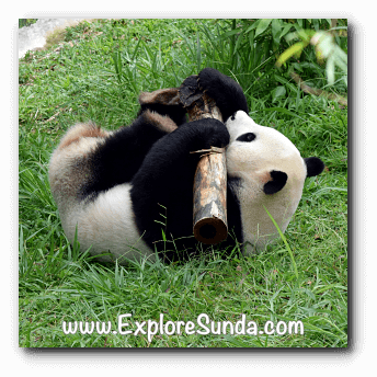 Cai Tao, the male giant panda at Taman Safari Indonesia Cisarua Bogor.